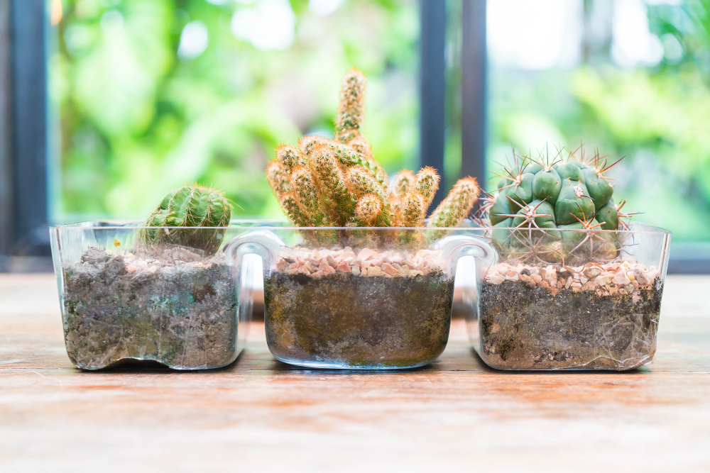three glass-vase terrariums with cactuses
