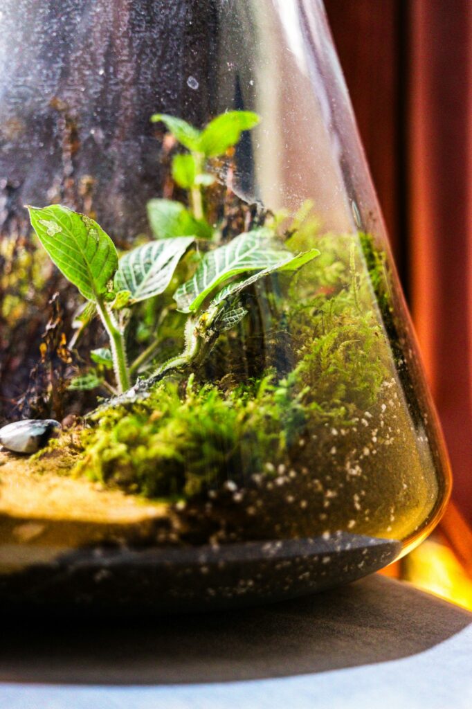 glass-vase terrarium with sand, earth and pebbles