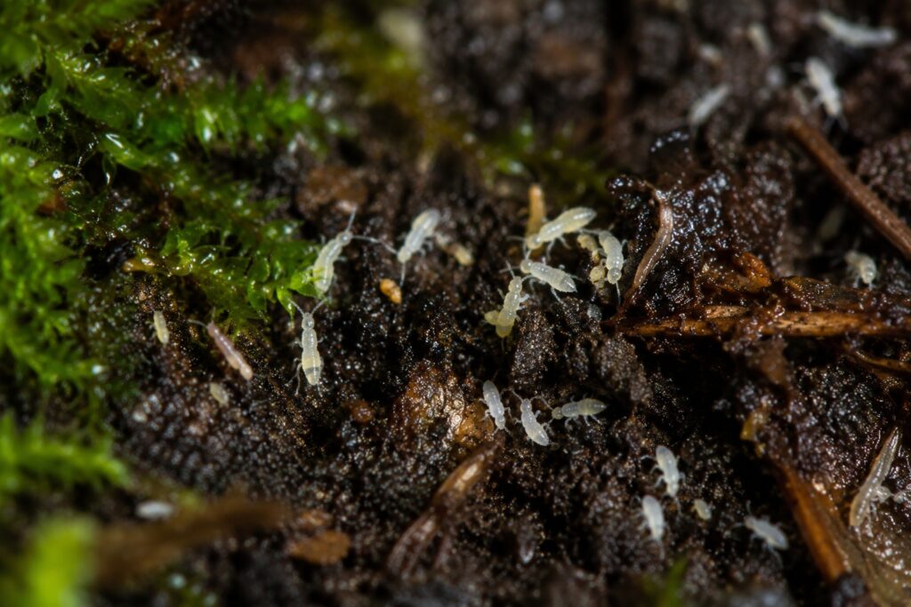 springtails and earth