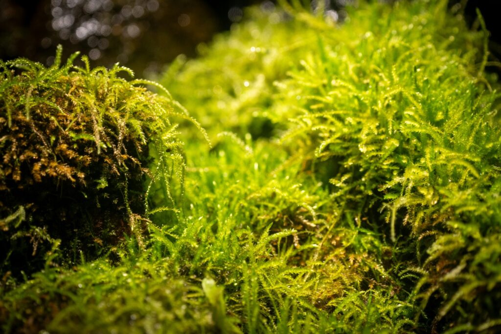 algae closeup