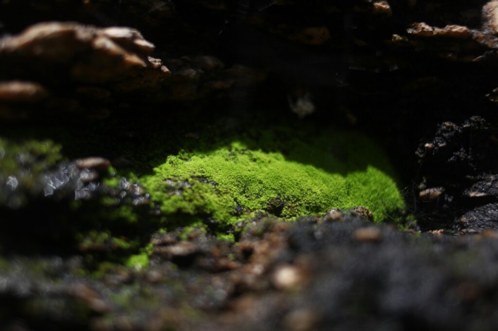 algae and earth, in a dark background