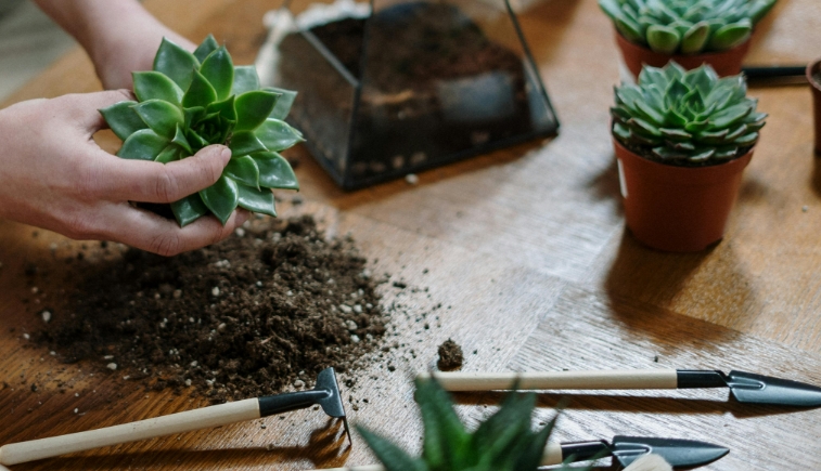 hands holding plants and gardening tools over a table