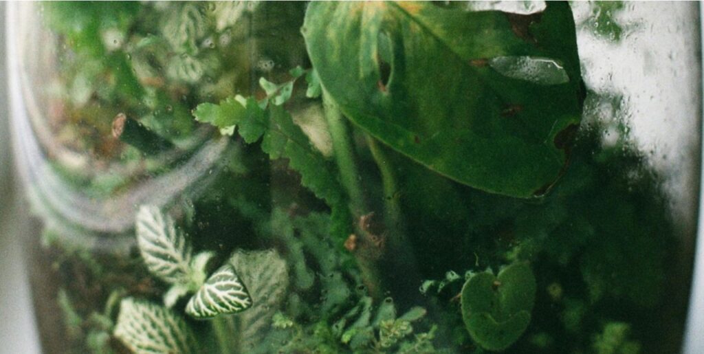 glass-vase terrarium condensation in a close-up