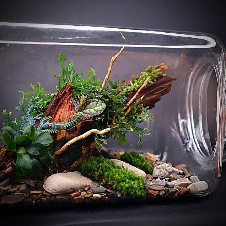 A driftwood terrarium inside a glass vase in a dark room
