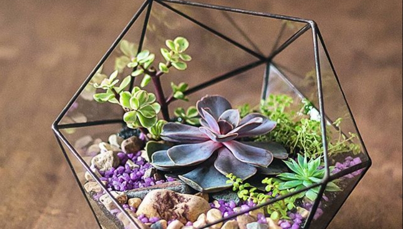 geometric glass-vase terrarium with colorful pebbles and plants, over a wooden counter