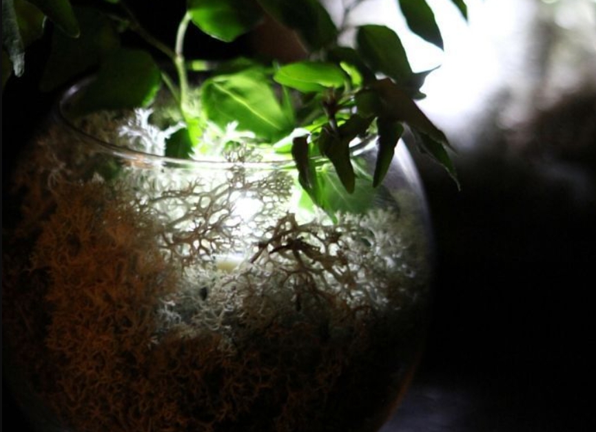 glow in the dark terrarium in a glass-vase, with white led lightning