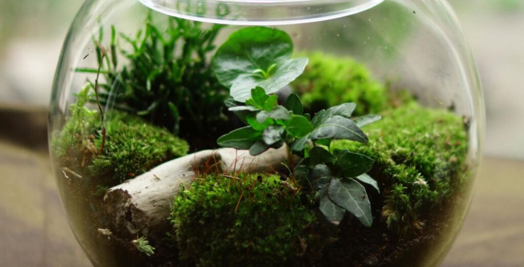 glass-vase terrarium with green moss, over a wooden table.
