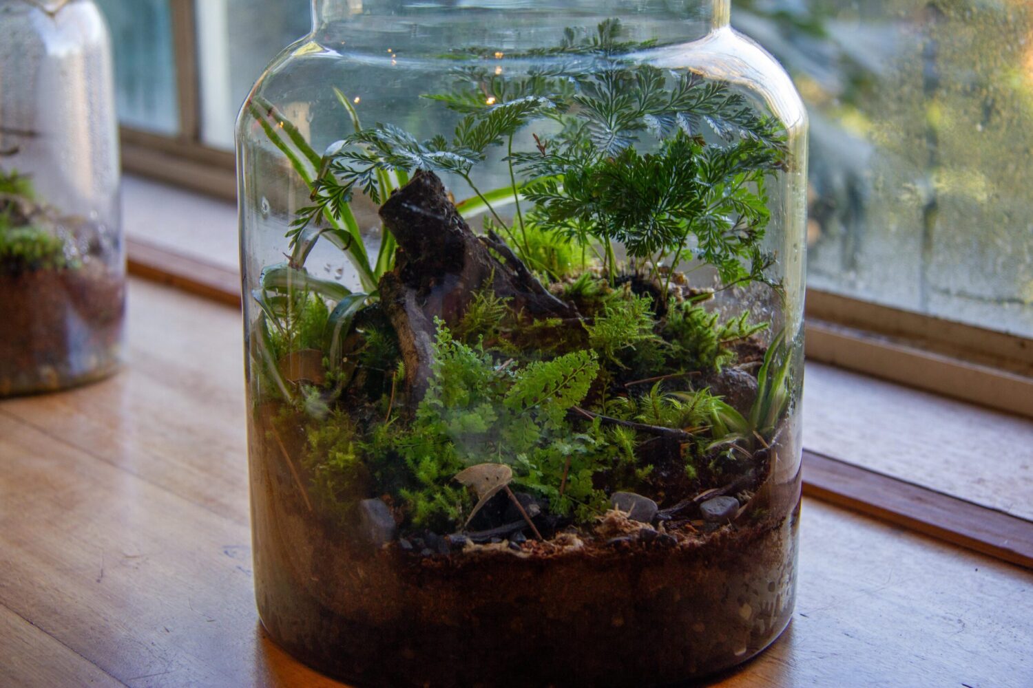 forest aesthetic terrarium in a glass-vase by the window