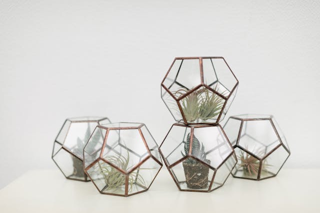five glass geometric terrarium in a white background