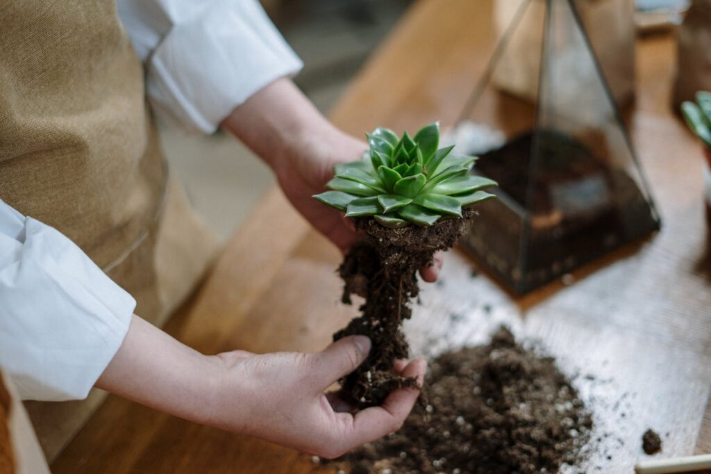 Hands holding a plant with earth on its roots, over a wooden table.