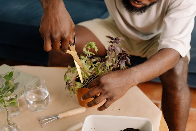 A man trims plants with sccissors over a wooden table