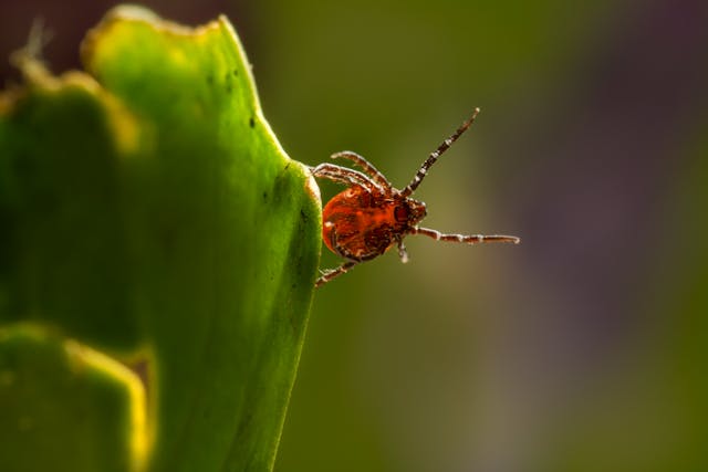 Mite in a leaf