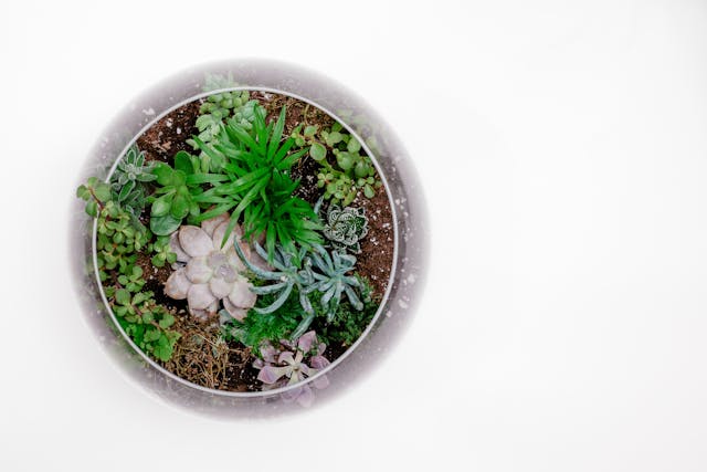glass-vase terrarium seen from above, in a white background