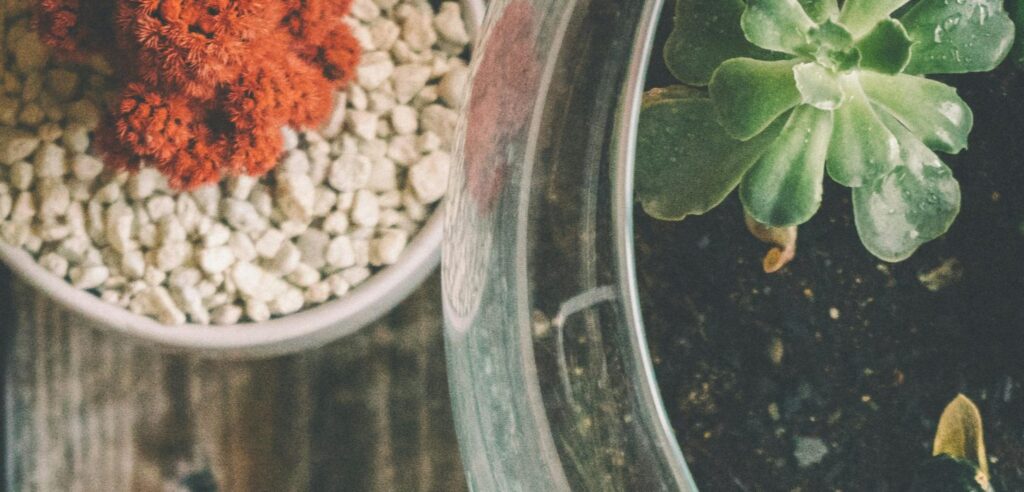 terrariums in glass-vases over wooden counter
