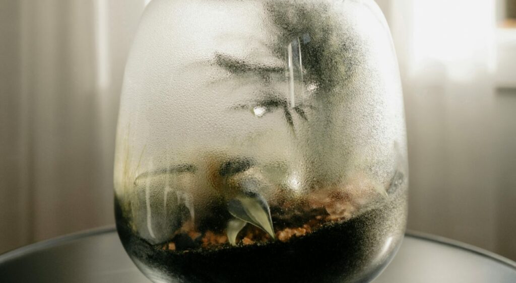 A glass-vase terrarium with condensation
