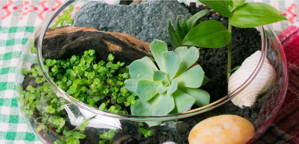 terrarium in a glass-vase with white rocks, earth and wood, on a table.