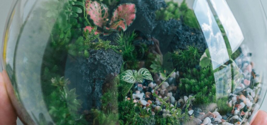glass-vase terrarium close-up with natural lightning