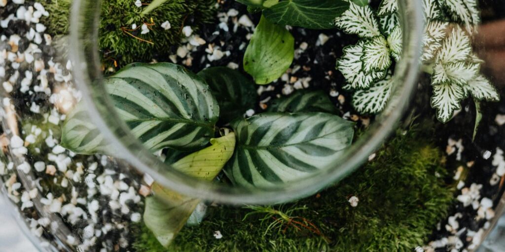 glass-vase terrarium with variety of plants 
