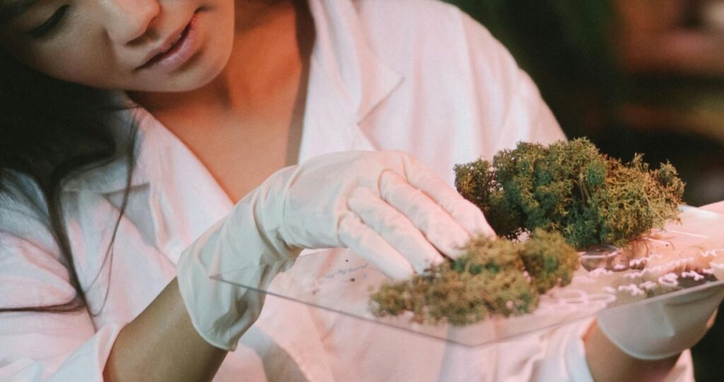 a woman with gloved hands handling moss on a glass plate
