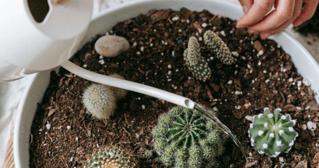 A person watering a terrarium filled with cactuses, earth and pebbles.
