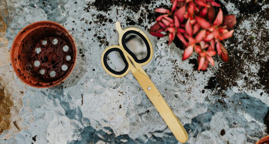 earth, scissors and plants over a glass table